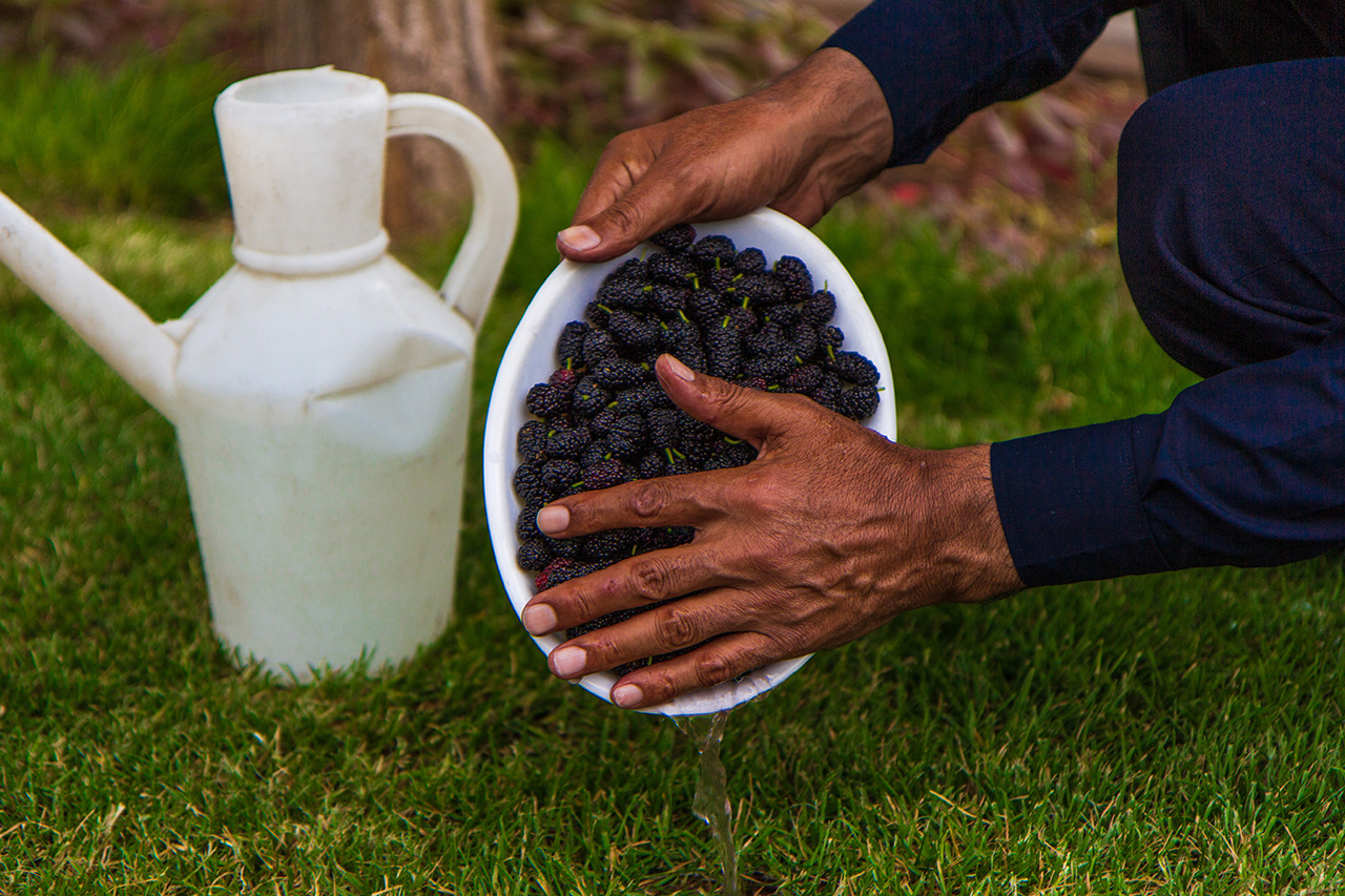 Later we were dropped off at a park for a picnic of cucumber, tomatoes, peppers, feta, crisps, watermelon and little sweet biscuits. I was mystified to see one of the coach drivers climbing then shaking a tree in the distance. All became clear when he returned bearing a bowl of fresh mulberries for us! Here he is washing them.