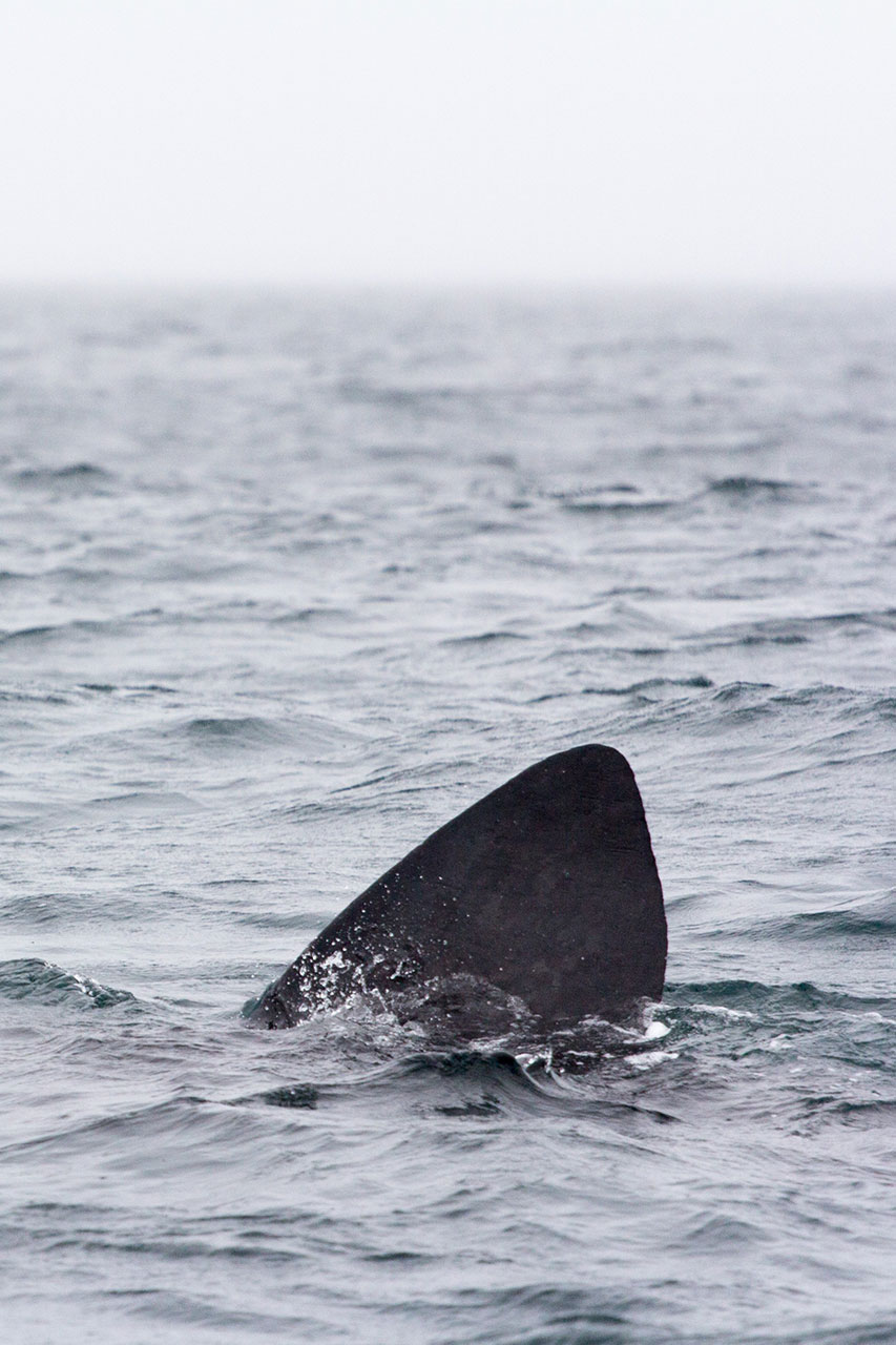 The dorsal fin of a basking shark pierces the grey waters around the Isle of Coll, Inner Hebrides, Scotland.