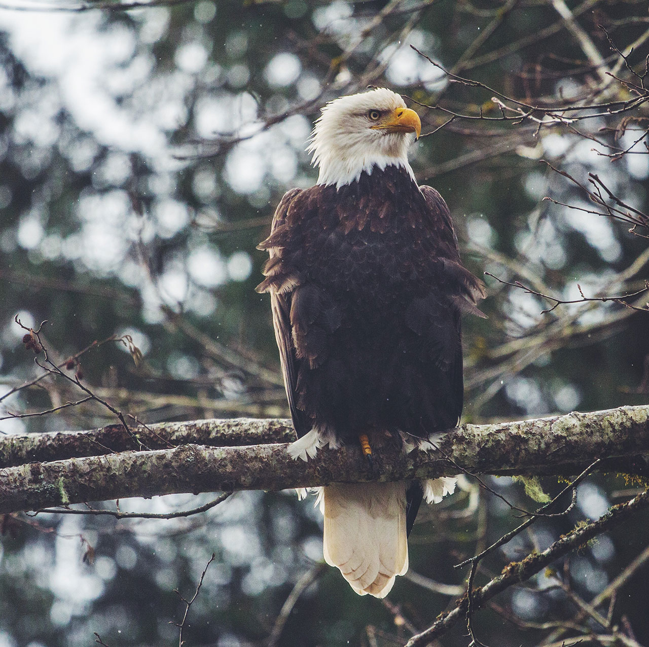 A bald eagle perched above the Squamish River, British Columbia, Canada.
